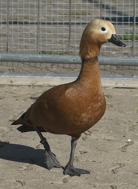 本场比赛的